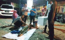Ikan Arapaima Kedua Ditemukan di Sungai Rolak Surabaya