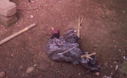 Puluhan Ayam di Banyuwangi Ditemukan Mati Tanpa Gejala Sakit