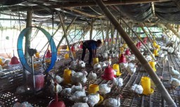 Harga Daging Ayam Anjlok, Peternak di Tulungagung Terancam Bangkrut