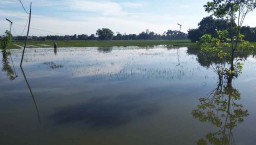 Kerugian Petani di Tulungagung Ditaksir Mencapai 5 M Akibat Banjir