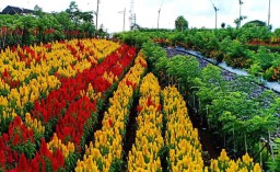 Banyuwangi Hadirkan Destinasi Wisata Kebun Bunga yang Instagramable