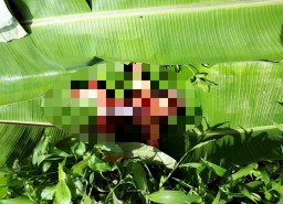 Mayat Bayi Perempuan Mengapung di Sungai Bengawan Solo