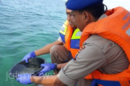 2.249 Ekor Benih Lobster Sitaan Dilepasliarkan di Perairan Probolinggo
