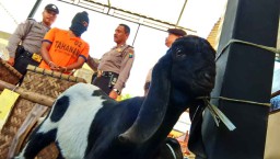 Masukkan Anak Kambing Dalam Karung, Pemulung ini Ditangkap Warga