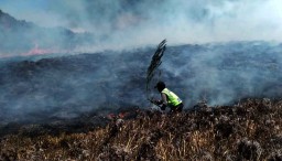 Kebakaran di Bromo, Wisatawan Dilarang Masuk Area Bukit Teletubbies