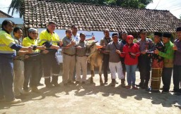 PT BSI Salurkan Hewan Kurban Untuk Warga 5 Desa Lingkar Tambang