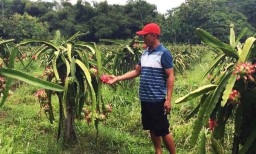 Harga Buah Naga di Blitar Anjlok, Petani Pasrah