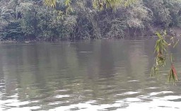BBKSDA Pastikan Ada Kemunculan Buaya di Sungai Bengawan Solo