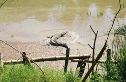 Buaya Sepanjang 2 Meter Muncul di Ekowisata Mangrove Surabaya