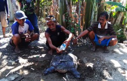 Bulus Seberat 40 Kg Ditemukan Warga Ponorogo saat Mancing di Sungai