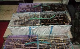 Penyelundupan 700 Ekor Burung dari Makasar Digagalkan di Surabaya