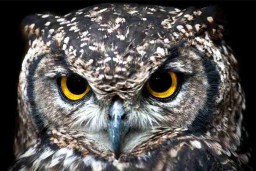 Berburu Burung Hantu di Daerah ini Akan Dilarang