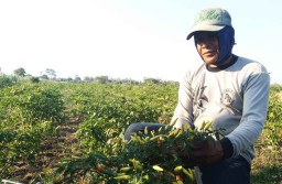 Harga Cabai Semakin 'Pedas' Petani di Probolinggo Tingkatkan Penjagaan