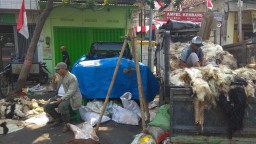 Omset Pengepul Kulit Hewan Kurban Capai Rp 2 Juta - Rp 3 Juta/Hari