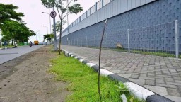 Buntut Perusakan Pohon Cemara di Suramadu, akan Dilaporkan Polisi
