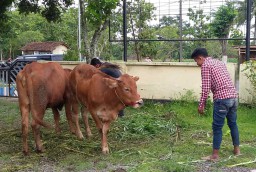 Bandit Sapi Antar Kota Digulung