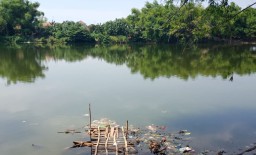 6 Buaya Dikabarkan Muncul di Bengawan Solo, Warga Diminta Tidak Panik
