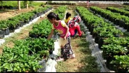 Menikmati Sensasi Petik Strawberry Berpanorama Perbukitan di Blitar