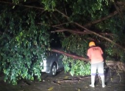 Diterpa Hujan dan Angin Kencang, Pohon Keramat SMPN 1 Ponorogo Tumbang
