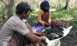 Berburu Entung Pohon Jati di Ponorogo