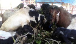  Angkutan Hewan Kurban di Jatim Diperbolehkan Masuk Surabaya, Asalkan...