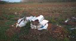 4 Ribu Hektar Lahan Perhutani di Blitar Dilaporkan Diserobot