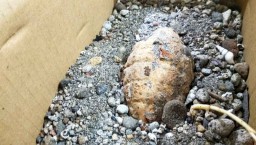 Warga Blitar Dikejutkan Dengan Temuan Granat Nanas