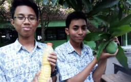 Dua Pelajar SMP Ciptakan Gula Berbahan Mangga untuk Penderita Diabetes