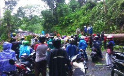 Pohon Tumbang di Banyuwangi, Lalu Lintas di Jalur Gumitir Tersendat