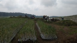 Saluran Irigasi di Lereng Gunung Ijen Mampet, Ini Harapan Kades
