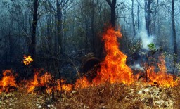 Foto: Kebakaran di Gunung Bentar Probolinggo