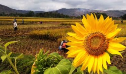 Menangkal Serangan Hama dengan Tanaman Bunga