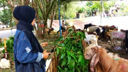 Cek Kesehatan Hewan Kurban, Unibraw Kerahkan Dosen dan Mahasiswa 