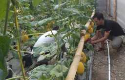 Kembangkan  Hidroponik, Pria di Ponorogo ini Sukses Tanam Melon Golden