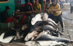 Ikan Hiu Masih Diburu Nelayan Banyuwangi, Ini Buktinya