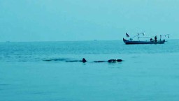 Puluhan Ikan Hiu Tutul Muncul di Perairan Probolinggo