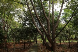 Wisata Edukasi dan Bumi Perkemahan di Taman Hutan Raya Balas Klumprik
