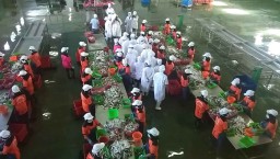 BPOM Nyatakan Ikan Makarel Banyuwangi Aman Dikonsumsi