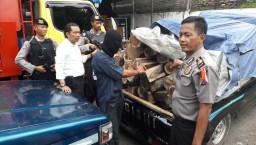 Pelaku Ilegal Logging Tertangkap Basah Saat Bawa Kayu Gelondongan 