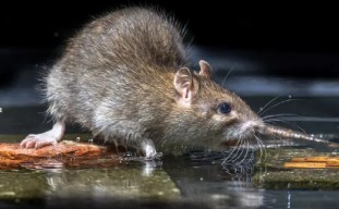 Warga Kabupaten Malang Terjangkit Leptospirosis, Begini Imbauan Dinkes