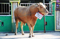 Sapi Kurban Bupati Ipong Sempat Ditawar Gubernur Jatim