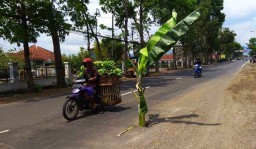 Jalan Berlubang di Tulungagung Ditanami Pohon Pisang