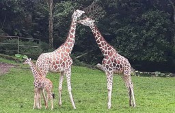 4 Jam Persalinan, Azzanti Jadi Bayi Jerapah ke 9 Koleksi Taman Safari