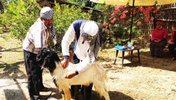 Pedagang Hewan Kurban di Ponorogo ini Tawarkan Layanan 'Salon' Kambing