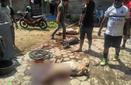 Ditinggal ke Sawah, Tiga Kambing Mati Terbakar