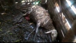 Kematian Kambing di Pasuruan Disebut Jadi Peristiwa Kedua
