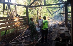 Kandang Terbakar, Empat Sapi Terpanggang