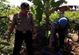 Polisi Gerebek Penyimpanan Arak di Kebun Buah Naga
