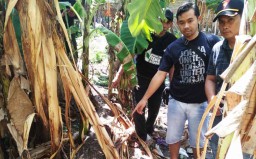 Sembunyikan 833 Gelondong Kayu Ilegal, Polisi Amankan Petani di Ngawi