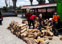 Spesialis Pengangkut Kayu Jati Gelondongan Digulung Polisi